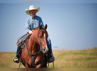 American Quarter Horse, Castrone, 12 Anni, 142 cm, Sauro scuro