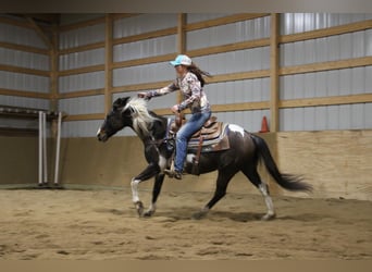 American Quarter Horse, Castrone, 12 Anni, 142 cm, Tobiano-tutti i colori