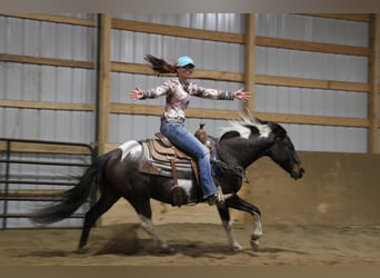 American Quarter Horse, Castrone, 12 Anni, 142 cm, Tobiano-tutti i colori