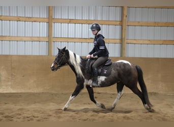 American Quarter Horse, Castrone, 12 Anni, 142 cm, Tobiano-tutti i colori