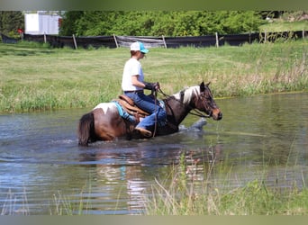 American Quarter Horse, Castrone, 12 Anni, 142 cm, Tobiano-tutti i colori