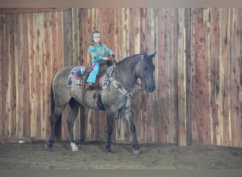 American Quarter Horse Mix, Castrone, 12 Anni, 145 cm, Grullo
