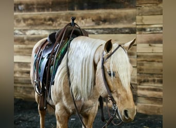 American Quarter Horse, Castrone, 12 Anni, 145 cm, Palomino