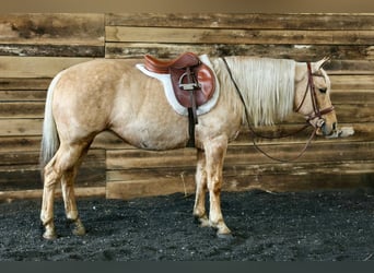 American Quarter Horse, Castrone, 12 Anni, 145 cm, Palomino