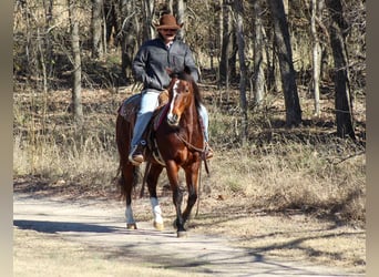 American Quarter Horse, Castrone, 12 Anni, 147 cm, Baio ciliegia