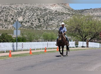 American Quarter Horse, Castrone, 12 Anni, 147 cm, Baio ciliegia
