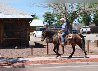 American Quarter Horse, Castrone, 12 Anni, 147 cm, Baio ciliegia