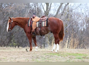 American Quarter Horse, Castrone, 12 Anni, 147 cm