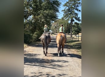 American Quarter Horse, Castrone, 12 Anni, 147 cm, Grullo
