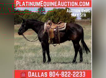 American Quarter Horse, Castrone, 12 Anni, 147 cm, Morello