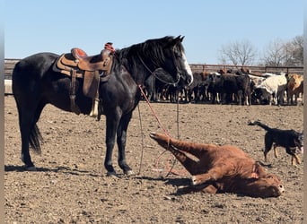 American Quarter Horse, Castrone, 12 Anni, 147 cm, Morello