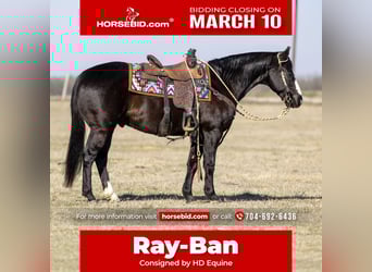 American Quarter Horse, Castrone, 12 Anni, 147 cm, Morello