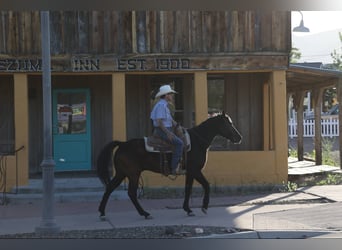American Quarter Horse, Castrone, 12 Anni, 147 cm, Morello