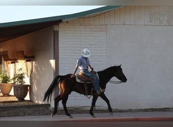 American Quarter Horse, Castrone, 12 Anni, 147 cm, Morello