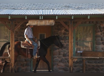 American Quarter Horse, Castrone, 12 Anni, 147 cm, Morello