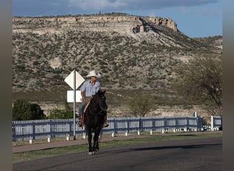 American Quarter Horse, Castrone, 12 Anni, 147 cm, Morello