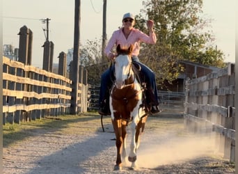 American Quarter Horse, Castrone, 12 Anni, 147 cm, Overo-tutti i colori