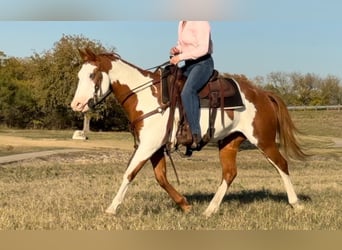 American Quarter Horse, Castrone, 12 Anni, 147 cm, Overo-tutti i colori