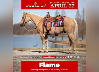 American Quarter Horse, Castrone, 12 Anni, 147 cm, Palomino