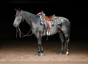 American Quarter Horse, Castrone, 12 Anni, 147 cm, Roano blu