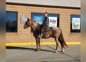 American Quarter Horse Mix, Castrone, 12 Anni, 147 cm, Roano rosso