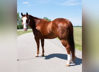 American Quarter Horse, Castrone, 12 Anni, 147 cm, Sauro ciliegia