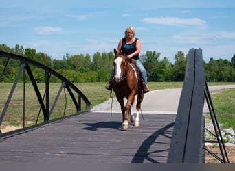 American Quarter Horse, Castrone, 12 Anni, 147 cm, Sauro ciliegia