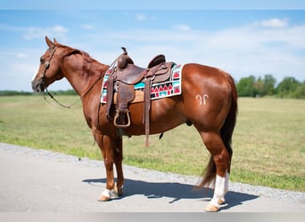 American Quarter Horse, Castrone, 12 Anni, 147 cm, Sauro ciliegia