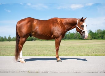 American Quarter Horse, Castrone, 12 Anni, 147 cm, Sauro ciliegia