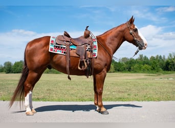 American Quarter Horse, Castrone, 12 Anni, 147 cm, Sauro ciliegia