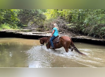 American Quarter Horse, Castrone, 12 Anni, 147 cm, Sauro ciliegia