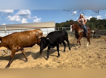 American Quarter Horse, Castrone, 12 Anni, 147 cm, Sauro ciliegia