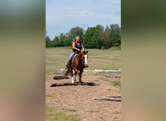 American Quarter Horse, Castrone, 12 Anni, 147 cm, Sauro ciliegia