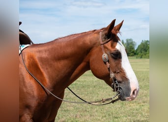 American Quarter Horse, Castrone, 12 Anni, 147 cm, Sauro ciliegia