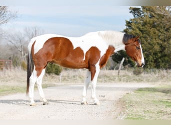 American Quarter Horse, Castrone, 12 Anni, 147 cm, Sauro scuro