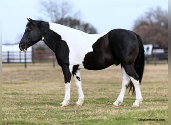 American Quarter Horse, Castrone, 12 Anni, 147 cm, Tobiano-tutti i colori