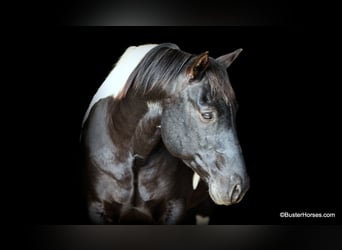 American Quarter Horse, Castrone, 12 Anni, 147 cm, Tobiano-tutti i colori