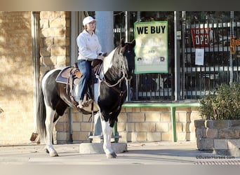 American Quarter Horse, Castrone, 12 Anni, 147 cm, Tobiano-tutti i colori