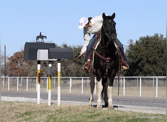 American Quarter Horse, Castrone, 12 Anni, 147 cm, Tobiano-tutti i colori