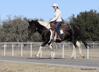 American Quarter Horse, Castrone, 12 Anni, 147 cm, Tobiano-tutti i colori