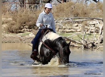 American Quarter Horse, Castrone, 12 Anni, 147 cm, Tobiano-tutti i colori