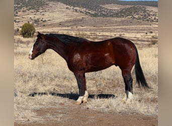 American Quarter Horse, Castrone, 12 Anni, 150 cm, Baio ciliegia