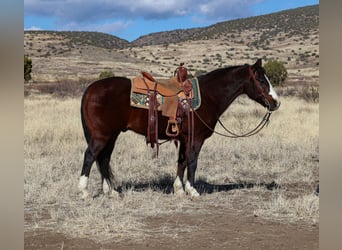 American Quarter Horse, Castrone, 12 Anni, 150 cm, Baio ciliegia