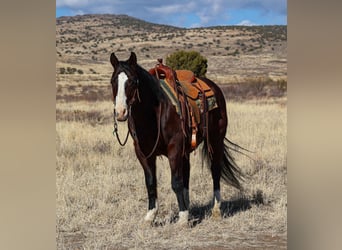 American Quarter Horse, Castrone, 12 Anni, 150 cm, Baio ciliegia