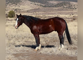 American Quarter Horse, Castrone, 12 Anni, 150 cm, Baio ciliegia