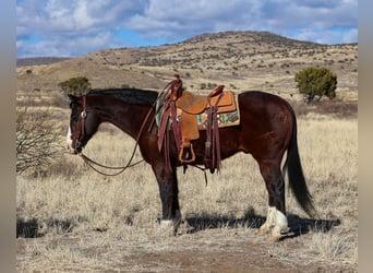 American Quarter Horse, Castrone, 12 Anni, 150 cm, Baio ciliegia