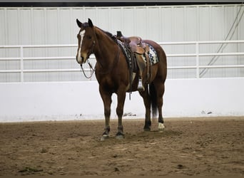 American Quarter Horse, Castrone, 12 Anni, 150 cm, Baio ciliegia