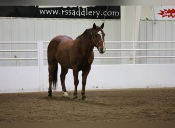 American Quarter Horse, Castrone, 12 Anni, 150 cm, Baio ciliegia