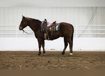 American Quarter Horse, Castrone, 12 Anni, 150 cm, Baio ciliegia