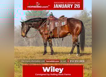 American Quarter Horse, Castrone, 12 Anni, 150 cm, Baio roano